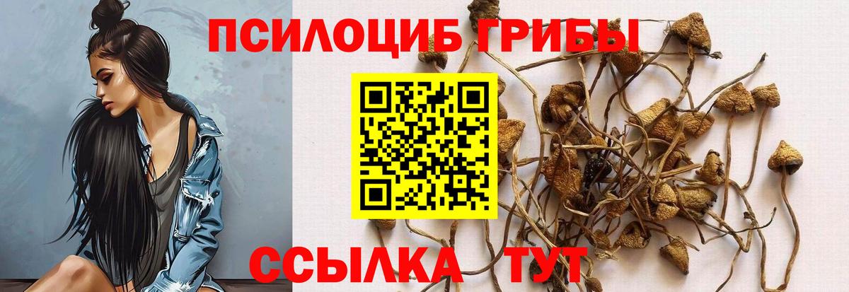 Псилоцибиновые грибы Psilocybe Рязань